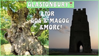 Glastonbury Tor, town, ancient trees, Gog & Magog and  more! Walk around Glastonbury  with us