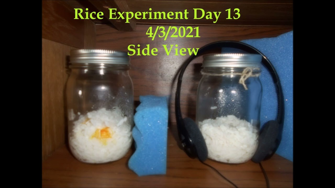 Rice Experiment Results 3 22 2021 to 4 22 2021