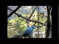 VIDEO - The African Grey Aviary - Part two of two