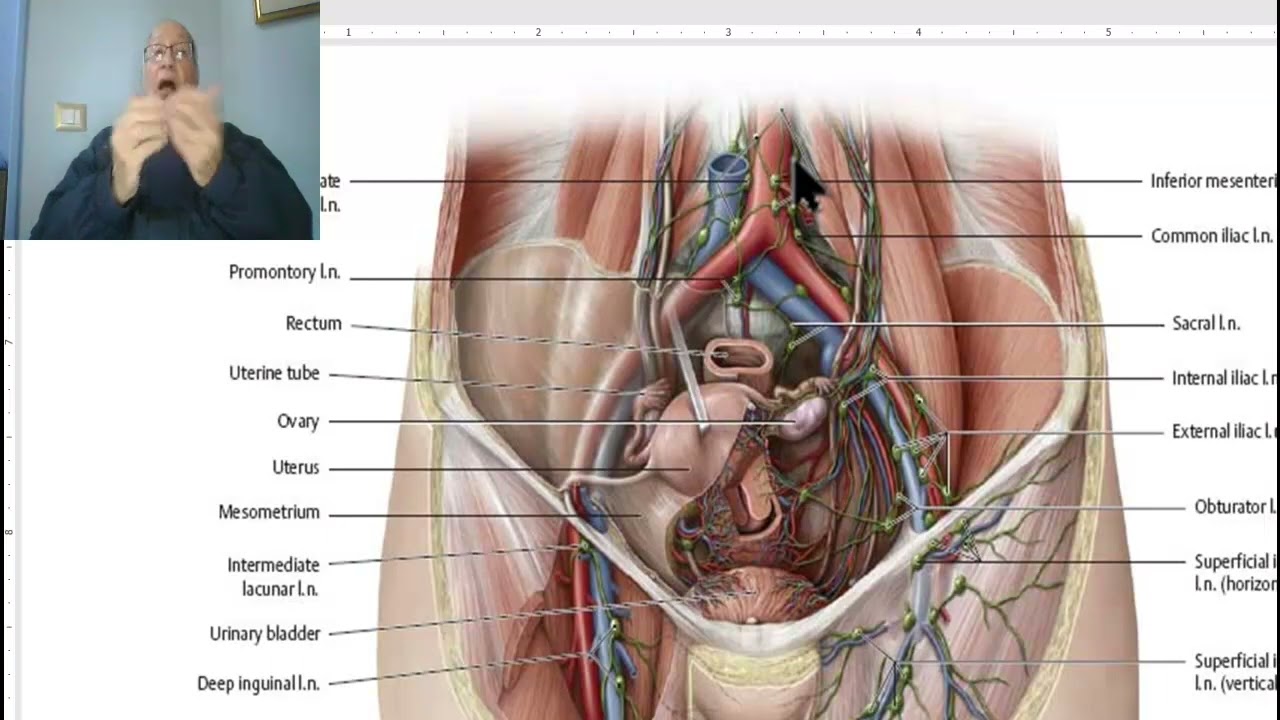 Anatomy GIT Module in Arabic ( Lymphatic drainage of the abdomen ) , by Wahdan