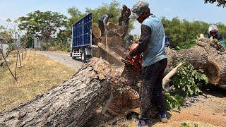Black Fiber !! Cut down 2 old trembesi trees, Husqvarna 395xp chainsaw.