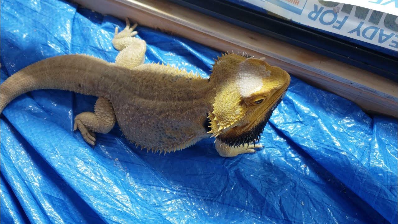 MALE BEARDED DRAGON SMELLS FEMALE DURING MATING SEASON SHORTS YouTube