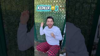 Köpekler Ve Kediler Dayak Yerse