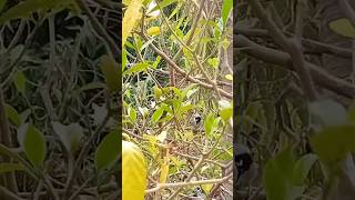 La cigua palmera Es una especie endémica de la isla de La Española