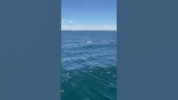 First Time Seeing a Great White Shark