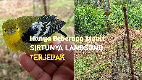 Mikat Burung Sirtu/Cipoh Tercepat