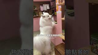 家長不良示範別學！Milo 為了優格秒變「脫韁大白雲」，進店搶提袋的吃相太瘋狂 😂 #pets #薩摩耶
