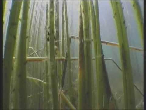 ⁣Diving in Lake Titicaca in search for the holy frog Kaira.wmv