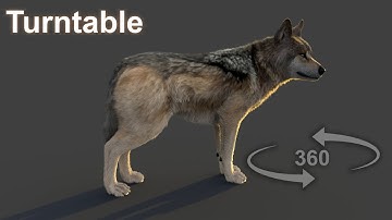 Wolf xgen 360 turntable arnold render | Maya | CG Creature artist #stynsour