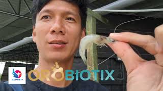 BIOFLOC or Indoor Fishfarming New Technology powerd by Orobiotix