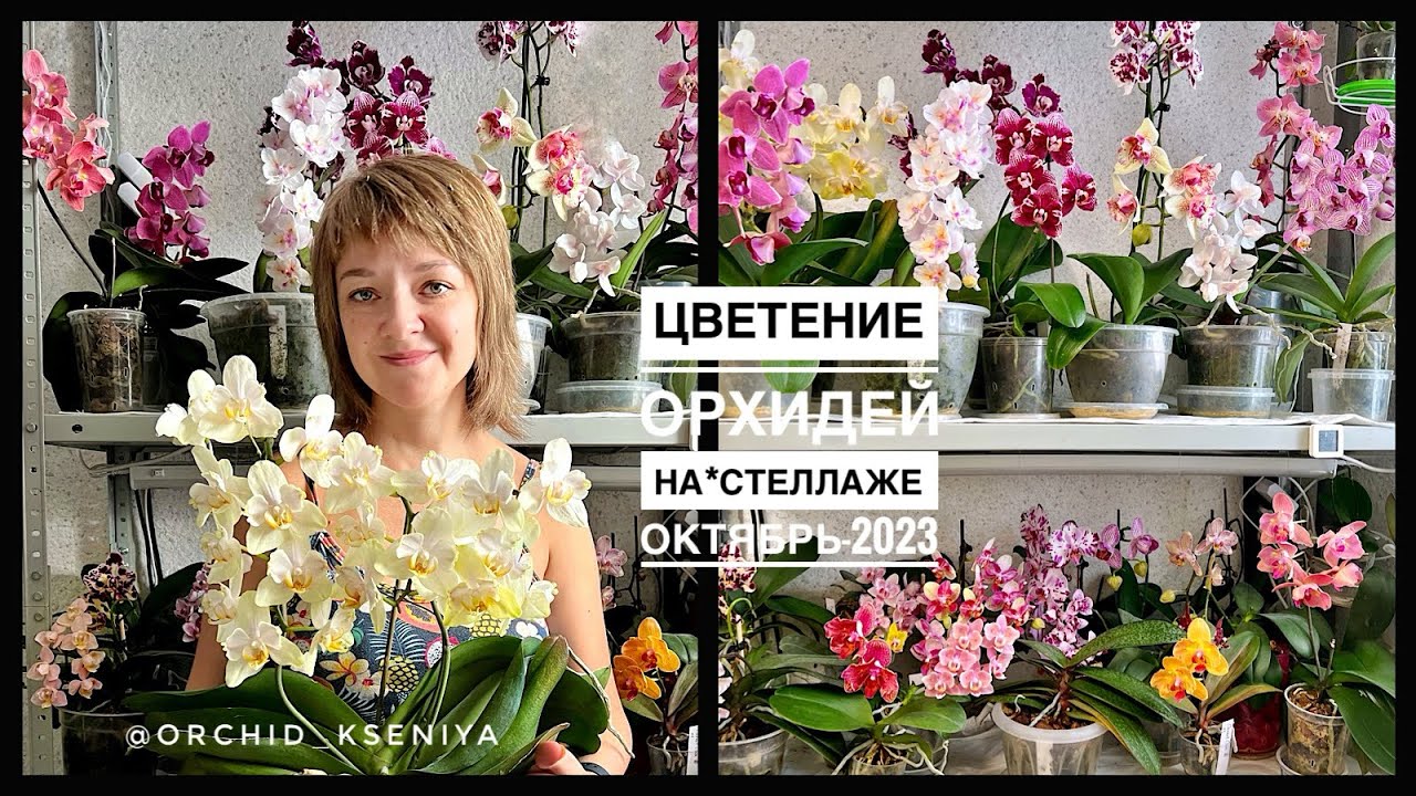 Осеннее цветение орхидей на стеллаже | Октябрь-2023 | Краткий обзор моих цветущих фаленопсисов 🌸