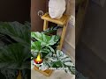 Diwali Vibes🪔