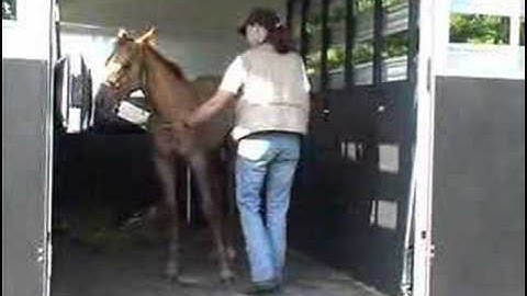 Clicker Training a Foal to Trailer Load