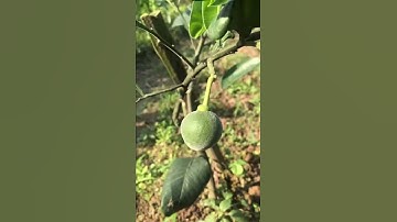 Bưởi ruby Thái Lan bói quả lần đầu, bé vậy nhưng nhiều lông mới chuẩn giống bà con nhé