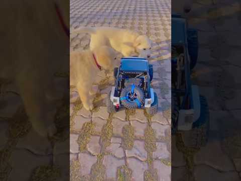 엄청 귀여움 주의 so cute 😊