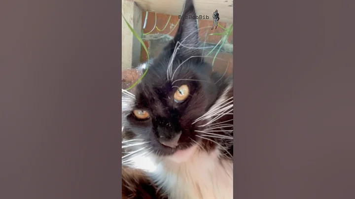 Video 9299581: maine coons born, enjoy adorable cats, cat garden, cat exploring, cute cat