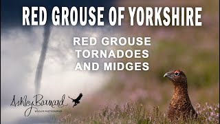 Searching for red grouse on Yorkshire's majestic moors