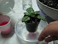 Wick Watering African Violets