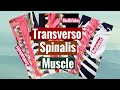 TRANSVERSO SPINALIS MUSCLE, ORIGIN AND INSERTION