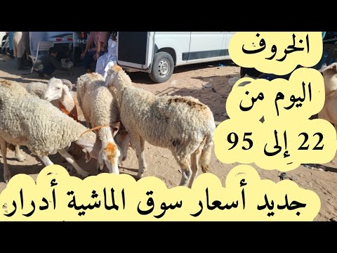 أدرار جديد أسعار سوق الماشية الخروف من 22الى95