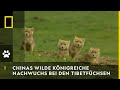 CHINAS WILDE KÖNIGREICHE - Nachwuchs bei den Tibetfüchsen | National Geographic WILD