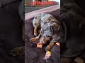 Dömötör.....#jasz #mazsola #dachshund #love idézet