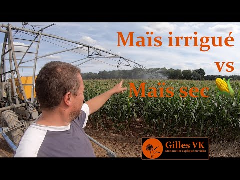 Vidéo: En épi de maïs, les glands représentent comme ?