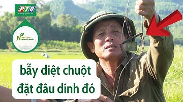 Bí quyết đặt bẫy là dính chuột | Nông dân hội nhập | PTQ