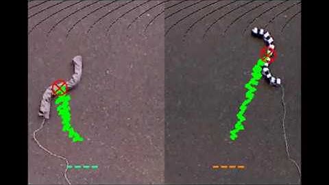 Artificial Scale-Aided Snake-like Locomotion: Lateral Undulation on Inhomogeneous Concrete