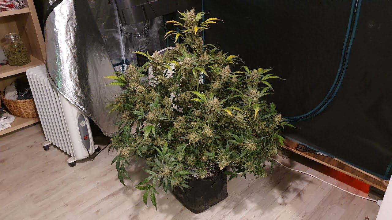HUGE Zkittlez Auto Harvest, Day 89. Part 1