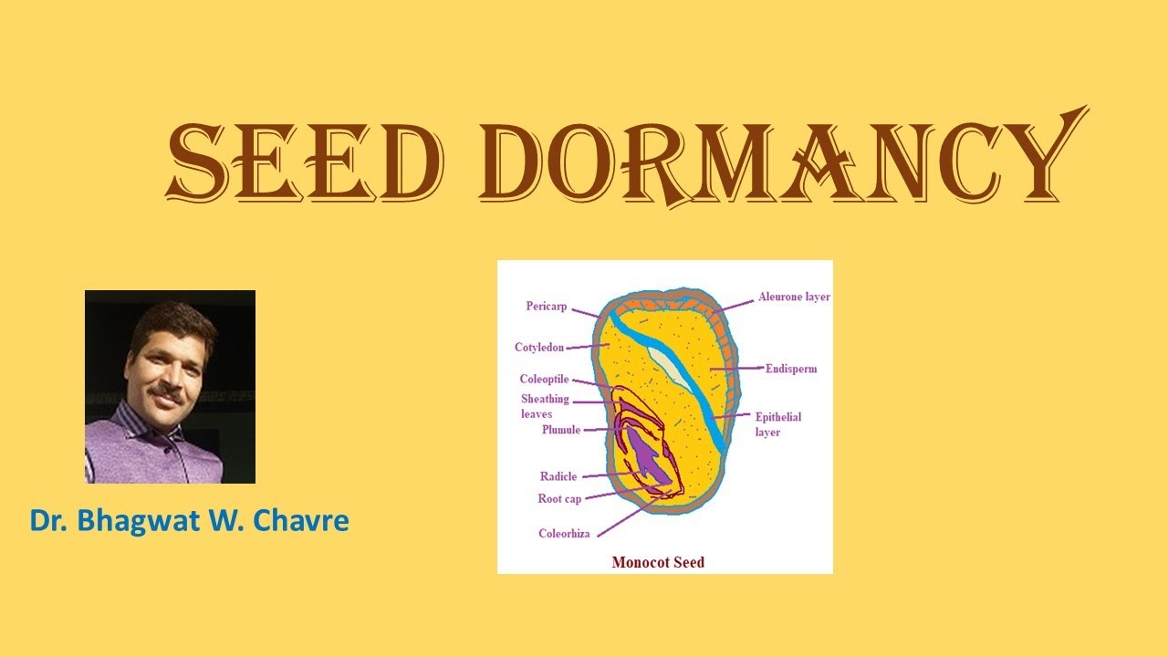 Introduction to Seed Dormancy YouTube