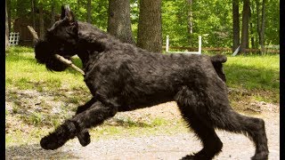 The Giant Schnauzer by Happy Puppy 505 views 5 years ago 2 minutes, 41 seconds