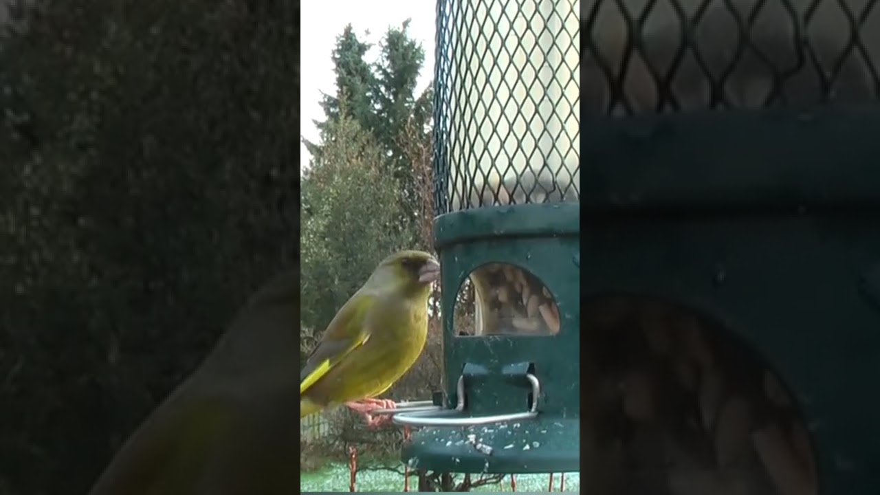 Green Bird Feeding 