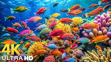 Diving Under The Red Sea 4K Video UHD-Admire beautiful Sea Creatures with The Best Relaxing Music #3