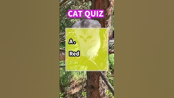 Cat Quiz No.003  🐾 Can you answer these purrfectly puzzling cat trivia questions?  #shorts #cat