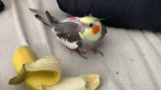 Sweets the cockatiel and a banana