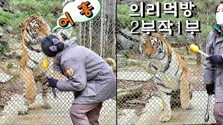 2부작1부 의리먹방 타이거밸리 호랑이 애니멀톡 Part 1 Snack Eating Tiger Valley Animal Talk