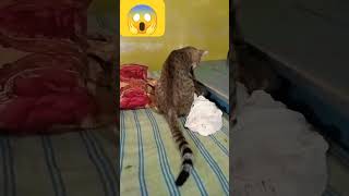 ? Real fight 2 cats in the bedroom how do this shorts shortvideo youtubeshortstrending viralfu