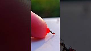 Finding and sharing red liquid sugar with black ants using a fingertip #timelapse #nature #shorts
