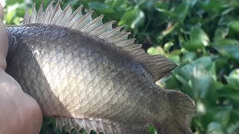 Câu rô đồng to,cá trê, công nhận chỗ này cá to giật đã tay.