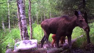 Mountainous Urals, Russian Federation