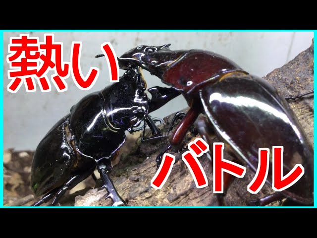 デッキコード「4YB4H」のデッキ | DECK LOG（デッキログ）