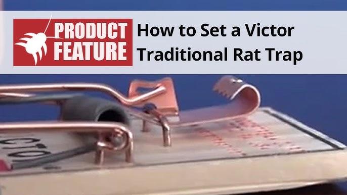 How to Set a Mousetrap – Lloyd Pest Control