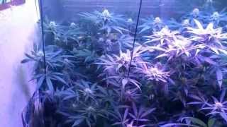 The Grow 420 Diaries - S3: E12 Day 35 Of Flower MarsHydro LED/CFL GROW
