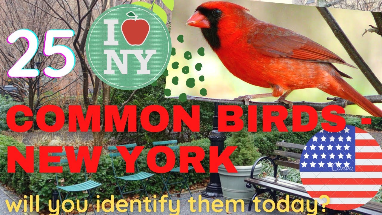 25 common birds in New York City Identify american backyard birds 🇺🇸