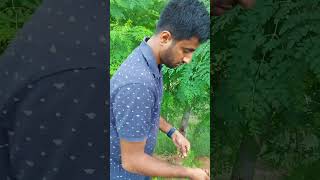 Harvesting of Fresh Moringa leaves