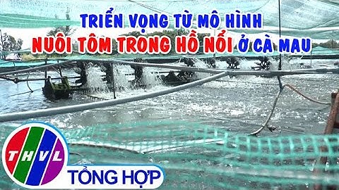 Triển vọng từ mô hình nuôi tôm trong hồ nổi ở Cà Mau