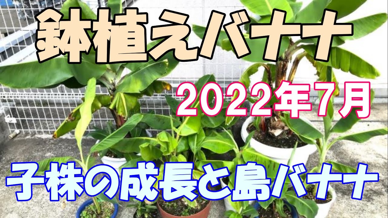 鉢植えバナナ 2022年7月 - YouTube