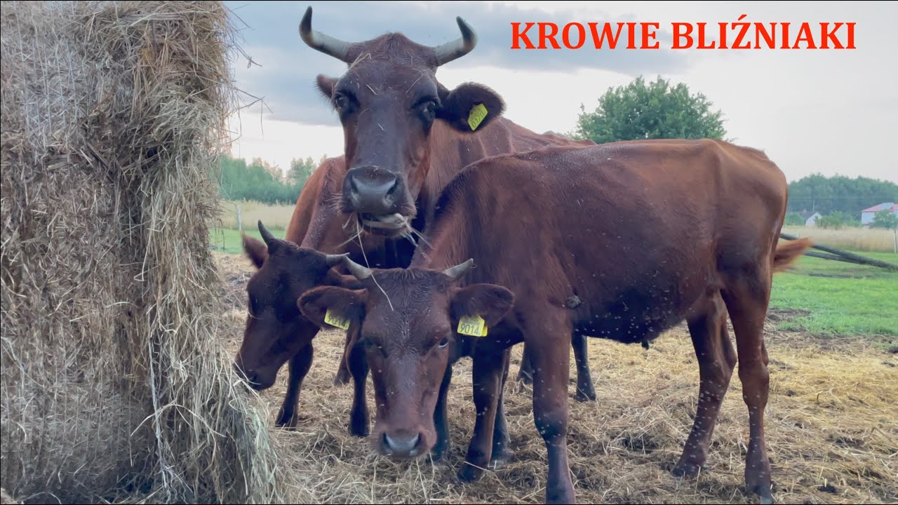 Agroturystyka w Zalesiu ze starym rasami polskimi zwierząt