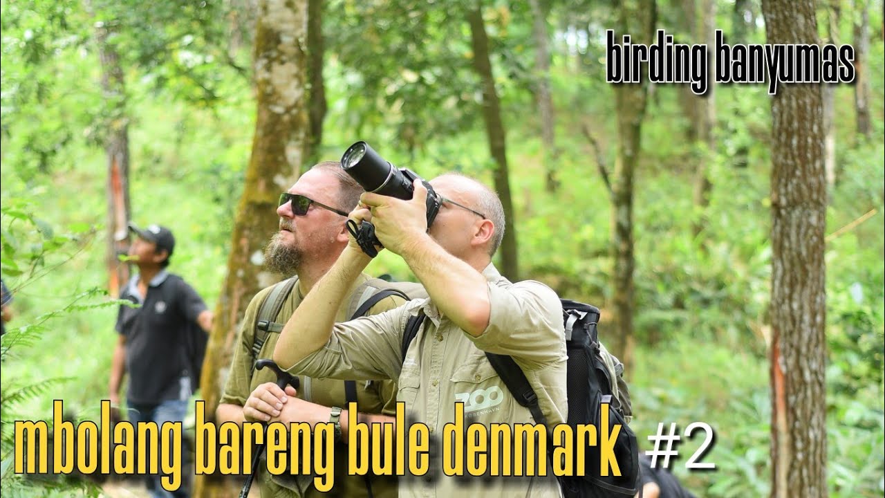 monitoring burung dan satwa liar BIRDING BANYUMAS & COPENHAGEN ZOO